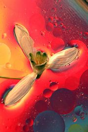 Bloem sur Marcel van Rijn