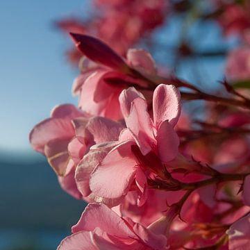 Oleander aan zee van Hannie Bom