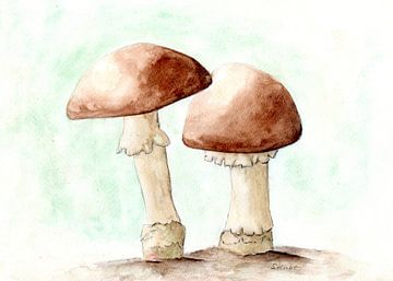 Twee champignons van Sandra Steinke