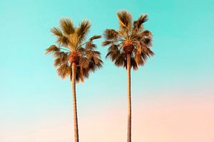 Palmen am Venice Beach