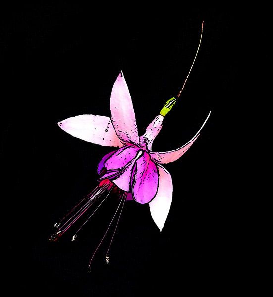 Fuchsie . von Jose Lok