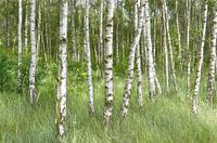 Birch Forest