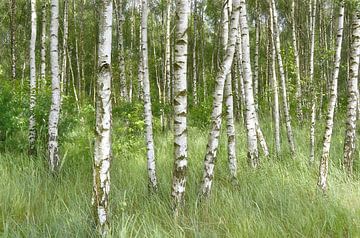 Birch Forest by Violetta Honkisz