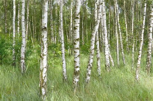 Berkenbos