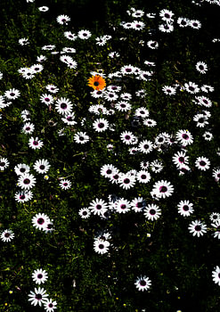 Einzigartige Blüte