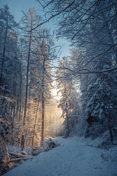 Verschneiter Waldweg