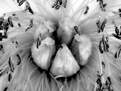 Peony in black and white 2