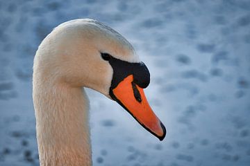 Swan in winter by Corné Snijders