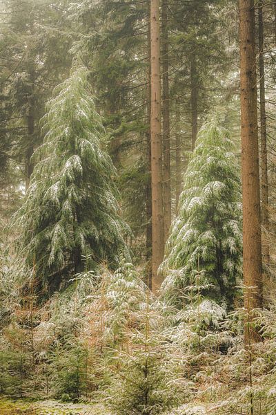 Pine trees in the Speulderbos forest in the Veluwe Nature reserve during winter by Sjoerd van der Wal Photography