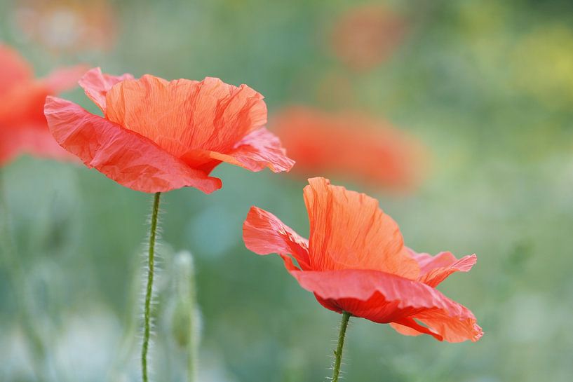 2 poppies in the field by Astrid Brouwers