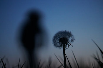 Paardebloem bij het vallen van de avond