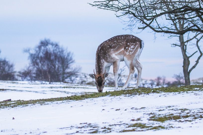 Fallow deer with sunset in the snow by Anne Zwagers