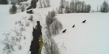 Spaziergang der Familie Elande