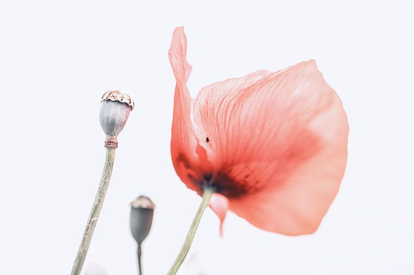 poppy highkey by natascha verbij