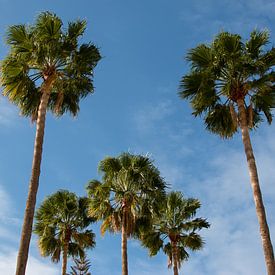 vijf palmbomen op een zonnige dag voor het ultieme vakantiegevoel van W J Kok