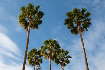 vijf palmbomen op een zonnige dag voor het ultieme vakantiegevoel
