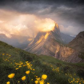 Wildblumen auf Seceda von Frans van der Boom