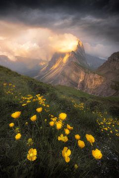 Wildblumen auf Seceda von Frans van der Boom