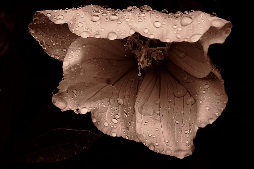 When I have a camera by Nicole Frischlich