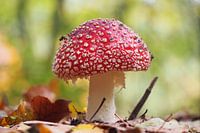 Autumn Mushroom