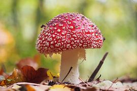 Herfst Paddestoel van Peter Hullegien