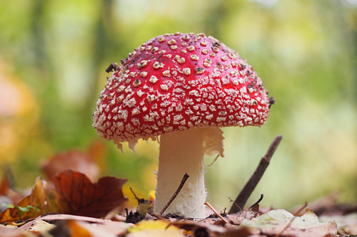 Herbstpilz