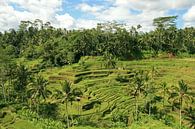 Reisfelder Bali von Antwan Janssen Miniaturansicht
