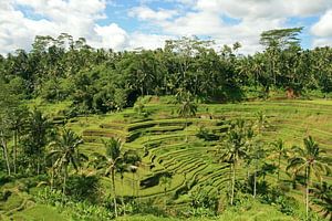 rijstvelden op Bali van Antwan Janssen