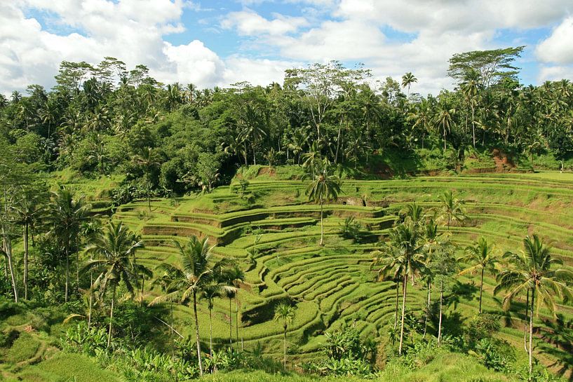 rijstvelden op Bali van Antwan Janssen