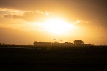 Ganzen zonsondergang Texel van JeVois NL Lesley Voois
