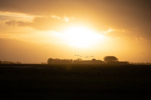 Geese sunset Texel