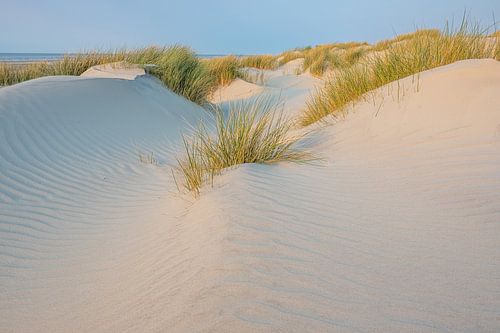 Helmet grass on dunes North Sea beach Terschelling
