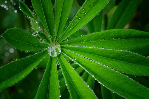 Druppels op een lupineblad