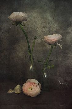Ranunculus in glass