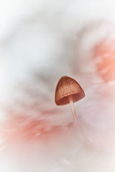 Magic is everywhere by Monique Visser