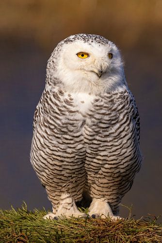 Sneeuwuil (Bubo scandiacus)