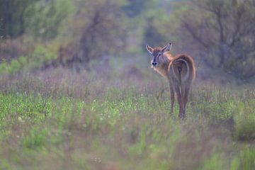 Waterbok in het landschap van Larissa Rand