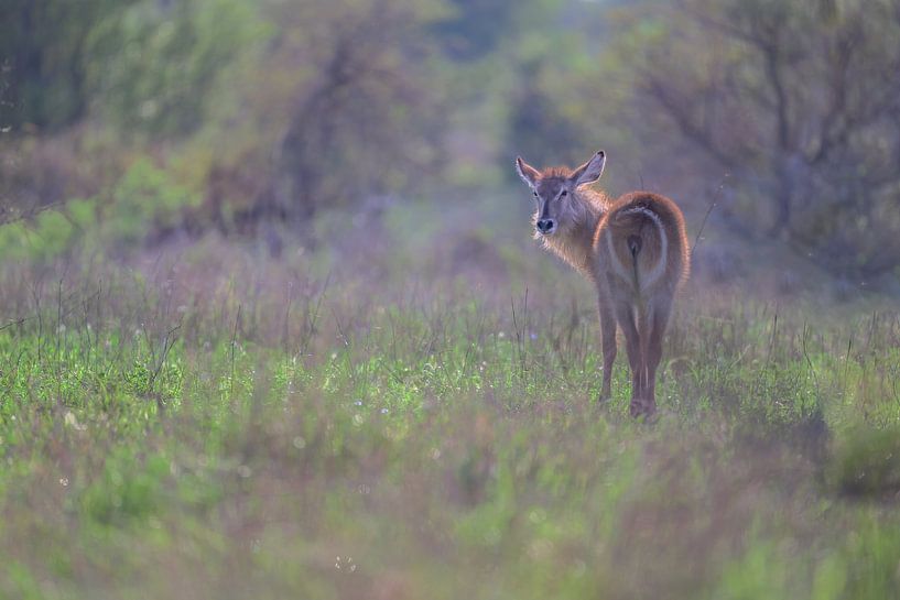 Water buck in the landscape by Larissa Rand