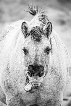 Un cheval konik bâille / bâille et tire la langue sur Melissa Peltenburg