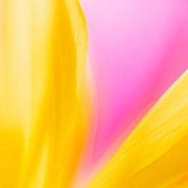 Dahlia art - yellow pink - macro photography by Sigrid Olschinski
