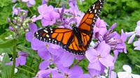 Orange with black butterfly in harskamp