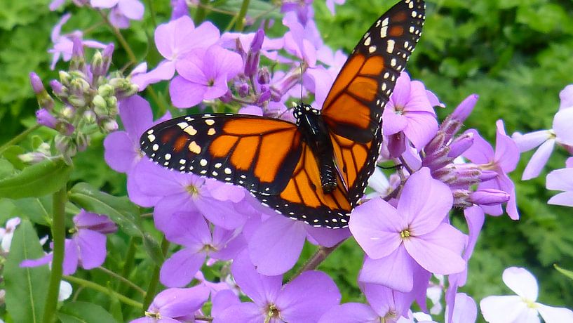 Orange with black butterfly in harskamp by Veluws