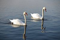 Prachtige witte zwanen