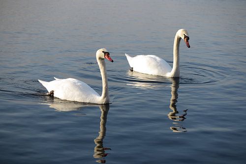Beautiful swans