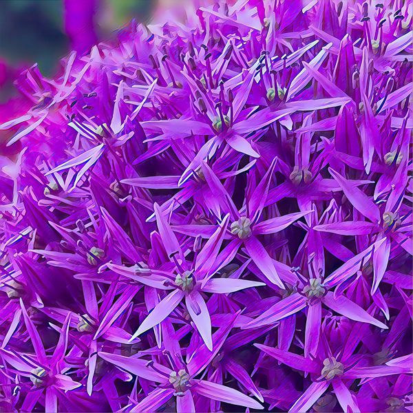 Oignon violet d'ornement sur Digital Art Nederland