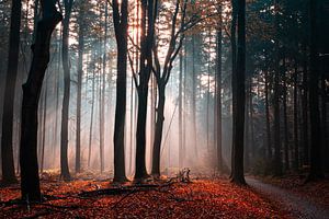 Speulderbos 2023 - 3