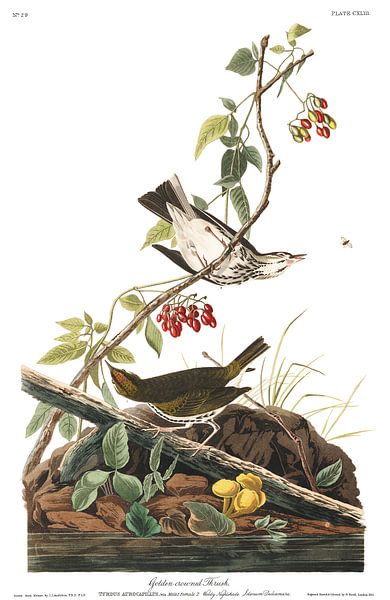 Goldrote Drossel von Birds of America