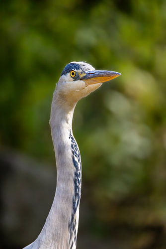 Grey heron – An eye for its surroundings