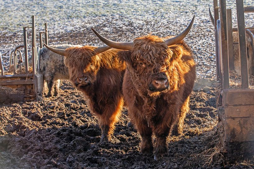 Two friends - Scottish Highland Cattle by t.ART