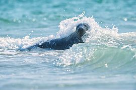 Seal in golf by Bianca Verweij
